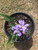 Iris cristata Dwarf Crested Iris 1gallon 