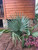 Sabal minor Blue stem palm 1gallon 