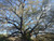 Quercus virginiana Live Oak