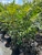 Rhus copallina Shining Sumac