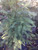 Torreya taxifolia Florida Torreya unsexed 1 gallon Torreya taxifolia Florida Torreya unsexed 1 gallon