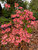 Rhododendron canescens  'Watermelon' 1 gallon 