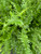 Dryopteris ludoviciana (Southern Wood Fern) 1 gallon  