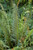 Polystichum acrostichoides Christmas Fern 1 gallon