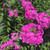 Phlox paniculata Garden Phlox 1gallon