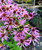 Aster elliottii Marsh American Aster 1gallon Aster elliottii Marsh American Aster 1gallon