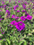 Verbena canadensis 'Homestead Purple' 1gallon