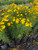 Coreopsis delphiniifolia Tickseed 1 gallon 