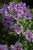 Aster novae angliae New England Aster 1 gallon