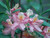 Rhododendron 'Elizabeth Lane' 1 gallon  Rhododendron 'Elizabeth Lane' 1 gallon