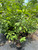 Halesia carolina Carolina Silverbell