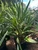Rhapidophyllum hystrix Needle Palm 7 gallon