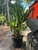 Rhapidophyllum hystrix Needle Palm 7 gallon