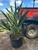 Rhapidophyllum hystrix Needle Palm 7 gallon