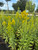 Solidago speciosa Showy Goldenrod 1 gallon