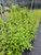 Coreopsis integrifolia Chipola River Tickseed 1 gallon