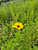 Coreopsis integrifolia Chipola River Tickseed 1 gallon
