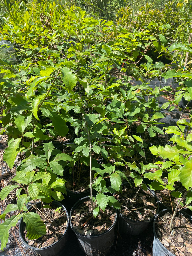 Quercus prinoides Dwarf Chinquapin Oak Mail Order Natives