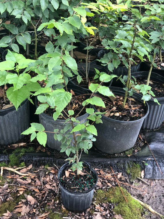 Fagus grandifolia Beech