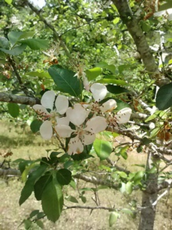 Malus angustifolia Crabapple 1gallon