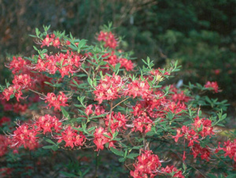 Rhododendron Razzberry 1gallon 