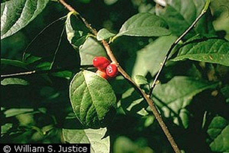 Female Lindera benzoin