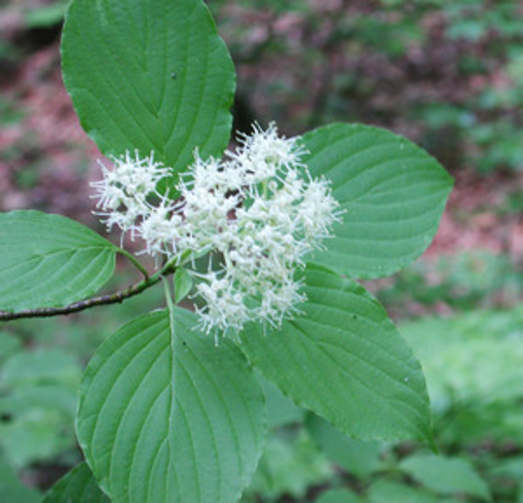 Cornus alternifolia Alternate Leaf Dogwood