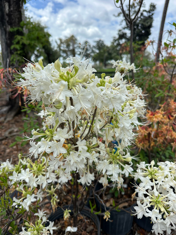 Rhododendron alabamense Catherine 1 gallon