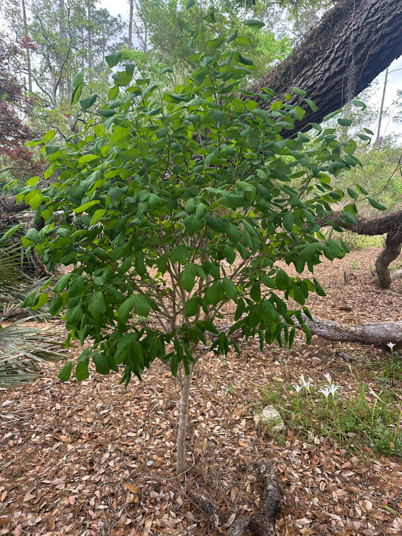 Dirca palustris Leatherwood