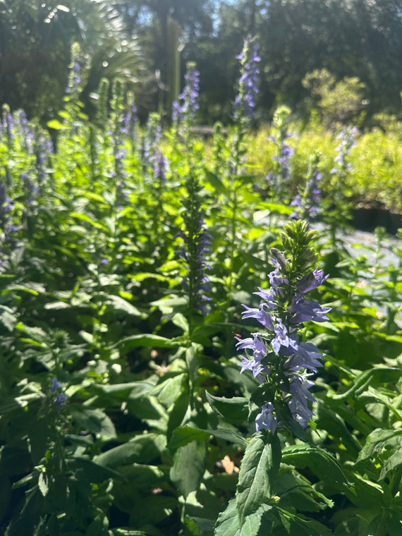 Lobelia siphilitica Great Blue Lobelia