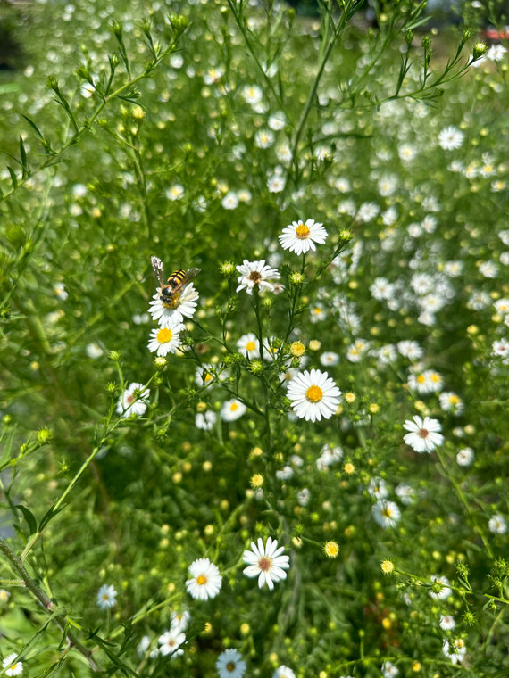 Aster ericoides Heath Aster