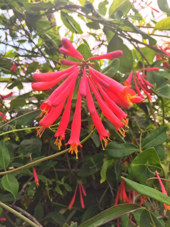 Lonicera sempervirens Coral Honeysuckle 1 gallon 