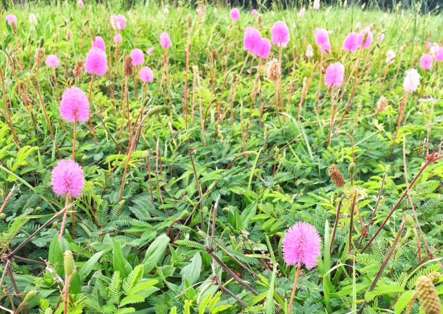 Mimosa strigillosa Powderpuff Plant 1gallon - Mail Order Natives