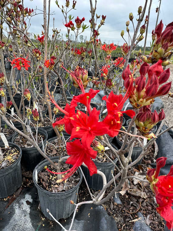Rhododendron flammeum  (Red)