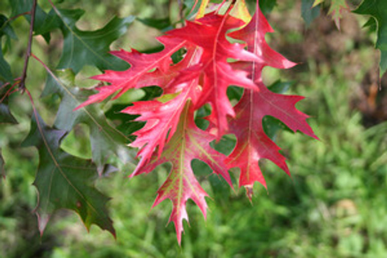 Quercus coccinea Scarlet Oak  1gallon