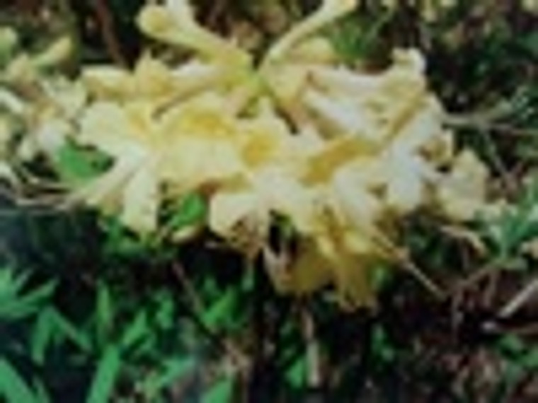 Rhododendron alabamense Mary Brooke