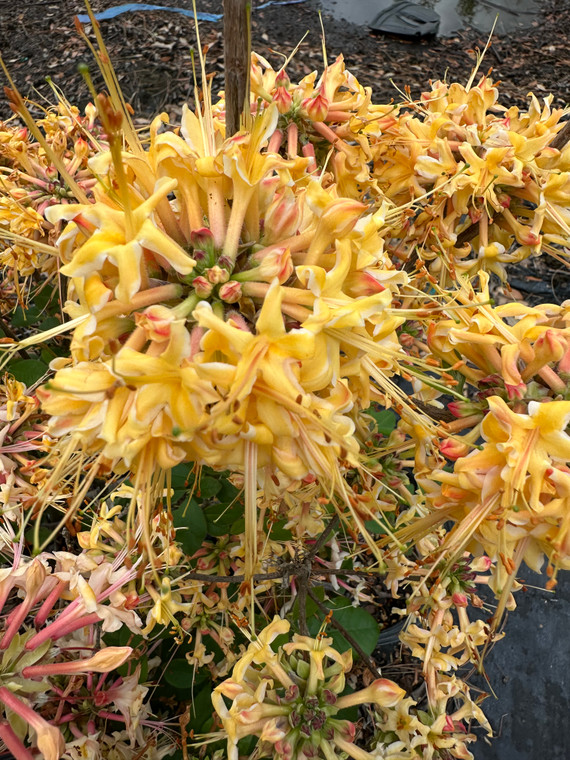 Rhododendron austrinum Millie Mac