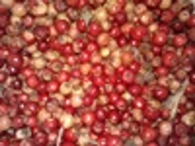 Crataegus opaca Western Mayhaw 1gallon