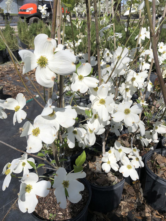 Cornus florida Weaver 1gallon