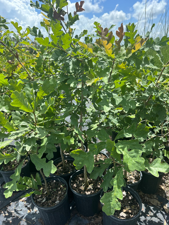 Quercus stellata Post Oak