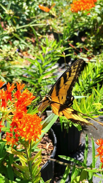 Asclepias tuberosa Butterfly Milkweed 1gallon