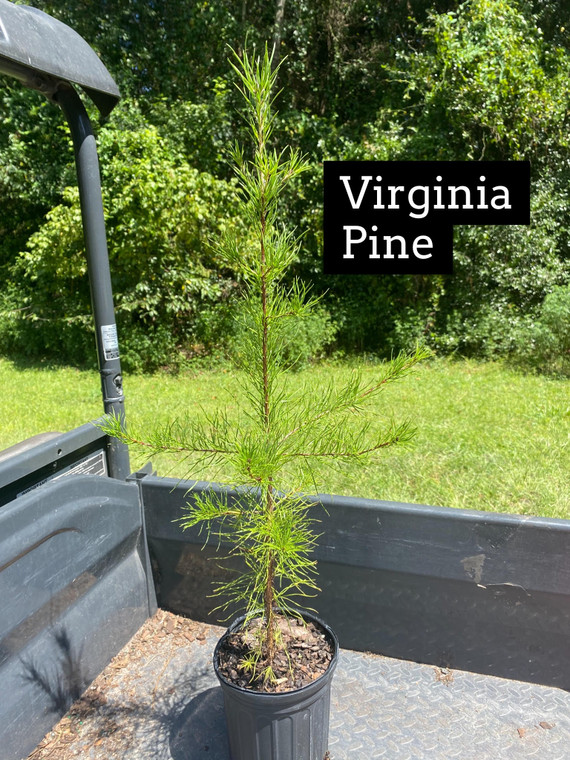 Pinus virginiana Virginia Pine