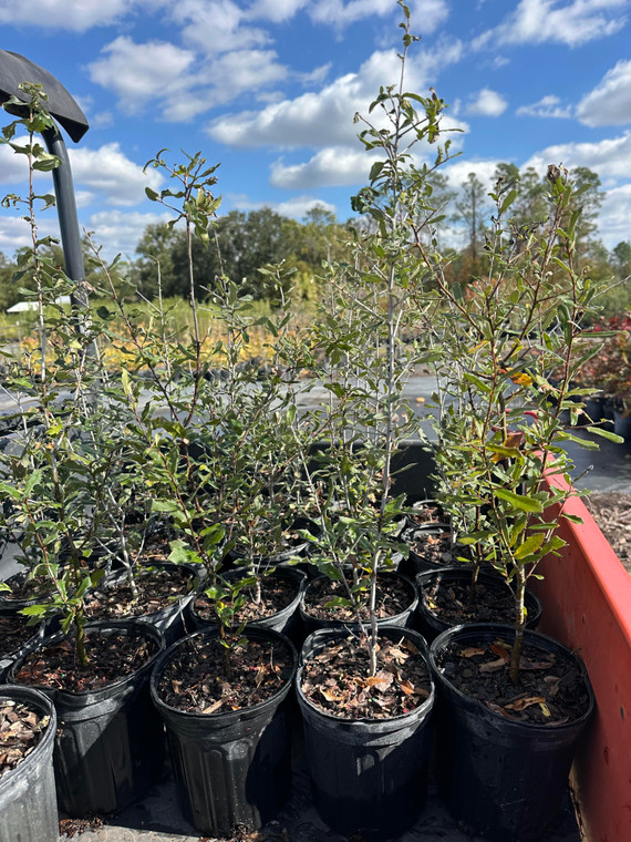 Quercus virginiana Live Oak