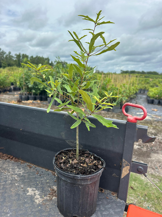 Quercus nigra Water Oak
