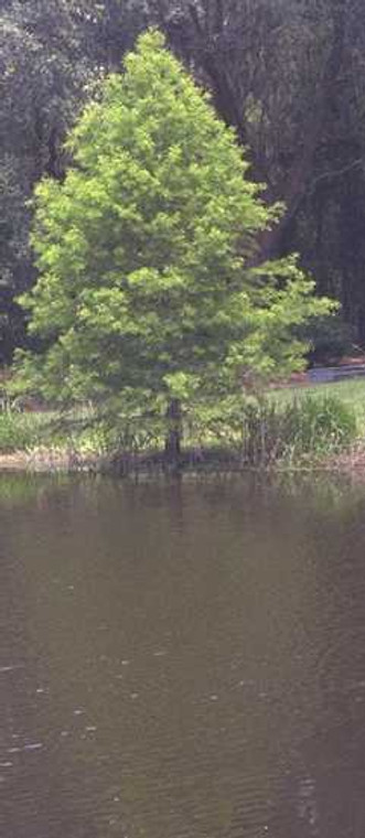 Taxodium distichum Bald Cypress