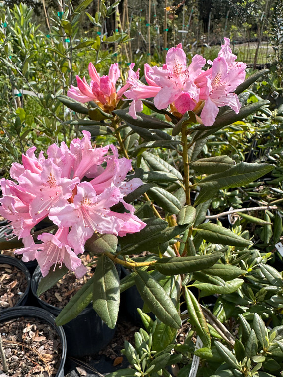 Rhododendron chapmanii 1 gallon