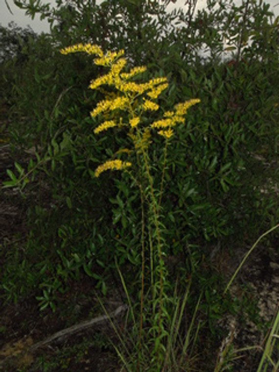 Solidago odora Sweet Goldenrod 1gallon