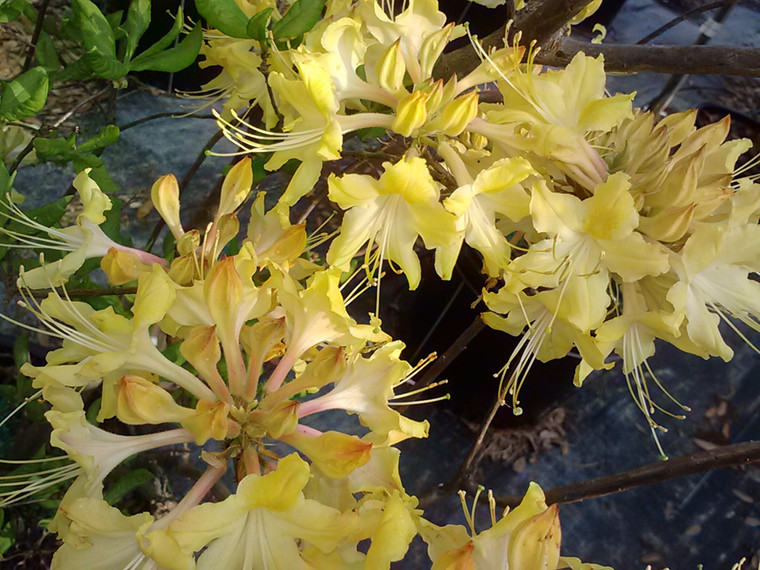 Rhododendron x 'Clear Creek' 