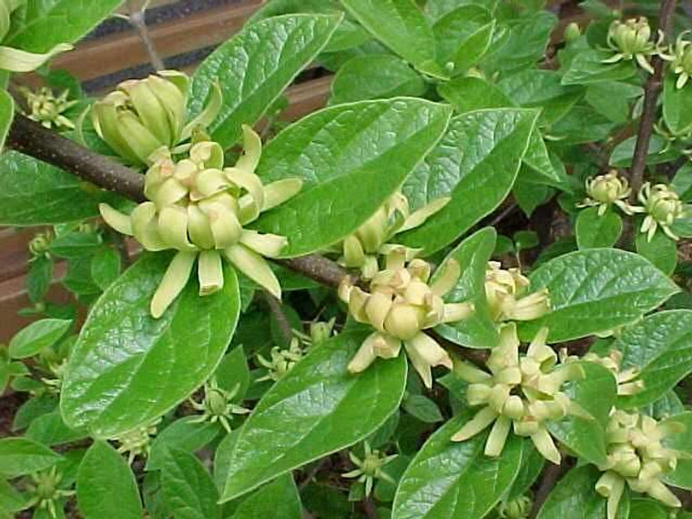 Calycanthus floridus 'Athens' Yellow flowering Sweetshrub 