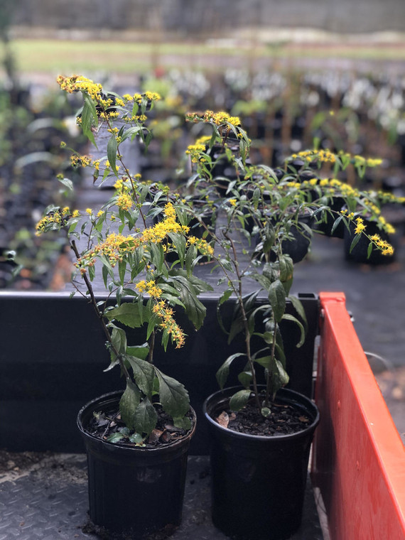 Solidago caesia Wreath Goldenrod 1gallon